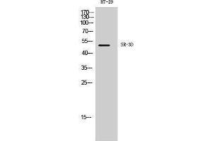 Western Blotting (WB) image for anti-5-Hydroxytryptamine (serotonin) Receptor 3 Family Member D (HTR3D) (N-Term) antibody (ABIN3180891) (HTR3D Antikörper  (N-Term))