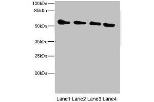 TRHDE anticorps  (AA 62-200)