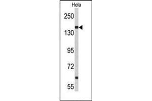 Western blot analysis of NUP153 Antibody (N-term) in Hela cell line lysates (35ug/lane). (NUP153 Antikörper  (N-Term))