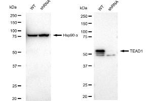 Western blotting analysis using TEAD1 antibody (ABIN7800524). (Rekombinanter TEAD1 Antikörper)