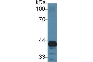 Detection of GRN in Mouse Lung lysate using Polyclonal Antibody to Granulin (GRN) (Granulin Antikörper  (AA 31-269))