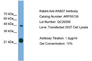 WB Suggested Anti-RAB37  Antibody Titration: 0. (RAB37 Antikörper  (Middle Region))