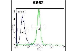 STUB1 Antibody (C-term) (ABIN656111 and ABIN2845451) flow cytometric analysis of K562 cells (right histogram) compared to a negative control cell (left histogram). (STUB1 Antikörper  (C-Term))