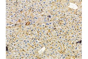 ABIN7096034 and ABIN7100096 at 1/100 staining mouse liver tissue by IHC-P.
