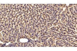 Detection of HRG in Rat Liver Tissue using Polyclonal Antibody to Histidine Rich Glycoprotein (HRG) (HRG Antikörper  (AA 18-254))