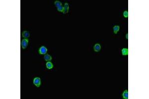 Immunofluorescent analysis of HepG2 cells using ABIN7158054 at dilution of 1:100 and Alexa Fluor 488-congugated AffiniPure Goat Anti-Rabbit IgG(H+L) (LRRIQ3 Antikörper  (AA 538-607))