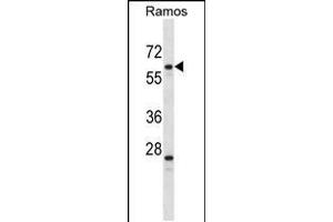 Western blot analysis in Ramos cell line lysates (35ug/lane). (PLRG1 Antikörper  (N-Term))