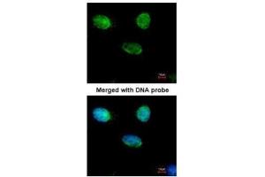 ICC/IF Image Immunofluorescence analysis of paraformaldehyde-fixed HeLa, using MCM3, antibody at 1:500 dilution. (MCM3 Antikörper)