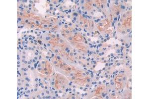 Used in DAB staining on fromalin fixed paraffin- embedded Kidney tissue (Ancient Ubiquitous Protein 1 Antikörper  (AA 201-410))