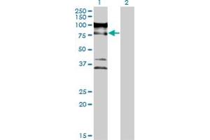 Western Blot analysis of ZNF274 expression in transfected 293T cell line by ZNF274 monoclonal antibody (M04), clone 1D8.