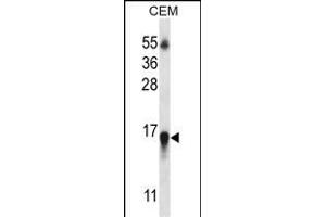HIST1H2BN Antibody (N-term) (ABIN657039 and ABIN2846210) western blot analysis in CEM cell line lysates (35 μg/lane). (HIST1H2BN Antikörper  (N-Term))