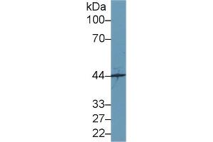 Western Blot; Sample: Mouse Cerebrum lysate; Primary Ab: 1µg/ml Rabbit Anti-Human SYTL2 Antibody Second Ab: 0. (SYTL2 Antikörper  (AA 329-880))