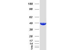 Western Blotting (WB) image for Enolase 2 (Gamma, Neuronal) (ENO2) protein (Myc-DYKDDDDK Tag) (ABIN2727180)
