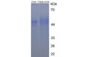 Image no. 1 for Corticotropin Releasing Hormone (CRH) peptide (Ovalbumin) (ABIN5666138) (Corticotropin Releasing Hormone (CRH) peptide (Ovalbumin))