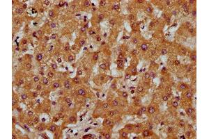 IHC image of ABIN7149663 diluted at 1:200 and staining in paraffin-embedded human liver tissue performed on a Leica BondTM system. (Transmembrane 7 Superfamily Member 4 (TM7SF4) (AA 119-209) Antikörper)