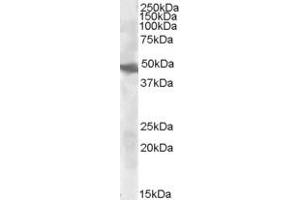 ABIN238615 (0. (GOT2 Antikörper  (Internal Region))