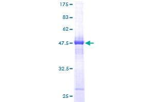 Image no. 1 for Hydroxypyruvate Isomerase (Putative) (HYI) (AA 1-217) protein (GST tag) (ABIN1307309)