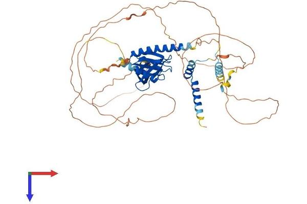 DCP1A Protein (AA 1-582) (His tag)