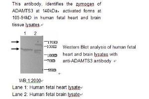 Image no. 1 for anti-ADAM Metallopeptidase with Thrombospondin Type 1 Motif, 3 (ADAMTS3) antibody (ABIN790775) (ADAMTS3 Antikörper)
