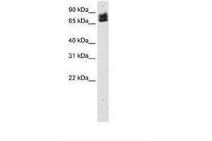 Image no. 1 for anti-E74-Like Factor 1 (Ets Domain Transcription Factor) (ELF1) (AA 131-180) antibody (ABIN6736119) (ELF1 Antikörper  (AA 131-180))