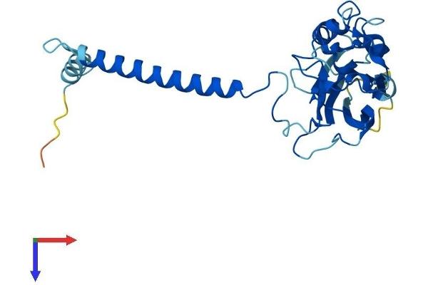 ATP1B3 Protein (AA 1-279) (His tag)