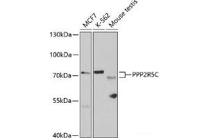 PPP2R5C Antikörper