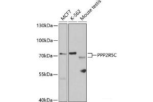 Western blot analysis of extracts of various cell lines using PPP2R5C Polyclonal Antibody at dilution of 1:1000.