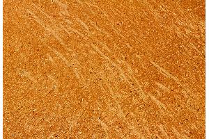 ABIN6260629 and ABIN6276912 at 1/100 staining Mouse brain tissue by IHC-P.