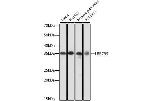 Western blot analysis of extracts of various cell lines, using LRRC59 antibody  at 1:1000 dilution. (LRRC59 Antikörper  (AA 1-244))