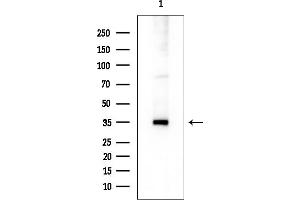 anti-Secretory Carrier Membrane Protein 1 (SCAMP1) (N-Term) antibody