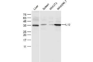 Lane 1: Mouse Liver Lane 2: Mouse Spleen lysates Lane 3: NIH'3T3 Lane 4: RAW246. (IL12A Antikörper  (AA 51-150))