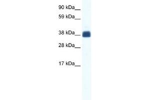 WB Suggested Anti-CX36 Antibody Titration:  1.