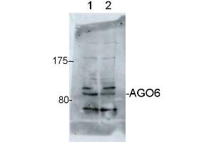 Western Blotting (WB) image for anti-Argonaute 6 (AGO6) antibody (ABIN619533) (AGO6 Antikörper)