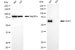 Western blotting analysis using ELK1 antibody (ABIN7800927). (Rekombinanter ETS Transcription Factor ELK1 Antikörper)