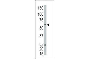 The anti-EKI1 Pab (ABIN391087 and ABIN2841228) is used in Western blot to detect EKI1 in CHO cell lysate. (Ethanolamine Kinase 1 Antikörper  (C-Term))