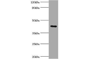 Western blot All lanes: Gap junction gamma-1 protein antibody at 6 μg/mL + 293T whole cell lysate Secondary Goat polyclonal to rabbit IgG at 1/10000 dilution Predicted band size: 45 kDa Observed band size: 45 kDa (GJC1 Antikörper  (AA 247-396))