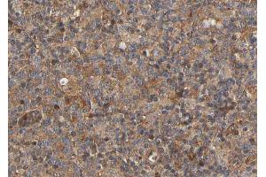 ABIN6266864 at 1/100 staining human lymph node tissue sections by IHC-P. (MRC2 Antikörper  (N-Term))