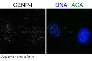Image no. 1 for anti-Centromere Protein I (CENPI) (N-Term) antibody (ABIN503575) (CENPI Antikörper  (N-Term))