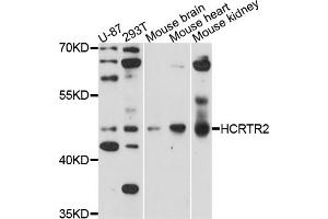 Western blot analysis of extracts of various cell lines, using HCRTR2 antibody (ABIN5971562) at 1/1000 dilution. (HCRTR2 Antikörper)