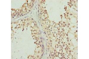 Immunohistochemistry of paraffin-embedded human testis tissue using ABIN7163477 at dilution of 1:100 (PIWIL1 Antikörper  (AA 390-690))