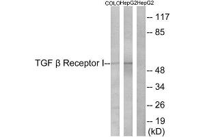 Western Blotting (WB) image for anti-Transforming Growth Factor, beta Receptor 1 (TGFBR1) (Ser165) antibody (ABIN1848064)