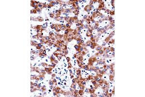 Immunohistochemistry (IHC) image for anti-Adrenergic, alpha-2C-, Receptor (ADRA2C) (AA 354-382), (C-Term) antibody (ABIN5532816)
