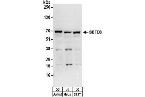 Western Blotting (WB) image for anti-SET Domain Containing 3 (SETD3) (AA 544-594) antibody (ABIN7450724)