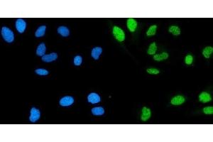 IF analysis of POLA1 using anti-POLA1 antibody (ABIN7601759). (POLA1 Antikörper  (AA 45-1429))