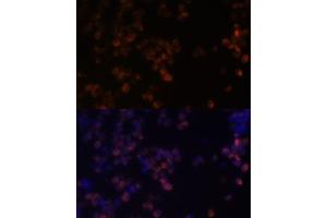 Immunofluorescence analysis of Raw264. (ZYX Antikörper  (AA 1-300))