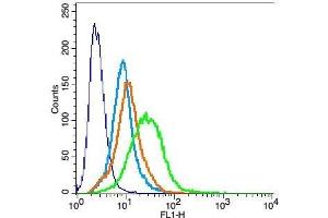 H9C2 cells probed with Rabbit Anti-kir 6.