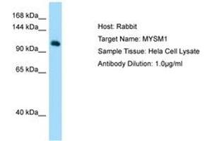 Image no. 1 for anti-Myb-Like, SWIRM and MPN Domains 1 (MYSM1) (AA 145-194) antibody (ABIN6750120) (MYSM1 Antikörper  (AA 145-194))