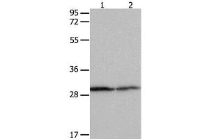 Western Blot analysis of Hela cell and Mouse kidney tissue using 14-3-3 beta/alpha Polyclonal Antibody at dilution of 1:550 (YWHAB Antikörper)
