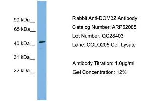 WB Suggested Anti-DOM3Z  Antibody Titration: 0. (DOM3Z Antikörper  (N-Term))
