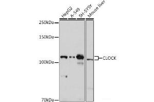 Western blot analysis of extracts of various cell lines using CLOCK Polyclonal Antibody at dilution of 1:1000. (CLOCK Antikörper)